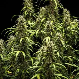GOAT'lato Auto <br> (Royal Queen Seeds) - Image 3