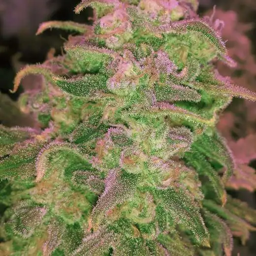 Hawaii Maui Waui <br> (Nirvana Seeds) - Image 2