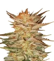 Ice Cream <br> (Paradise Seeds)