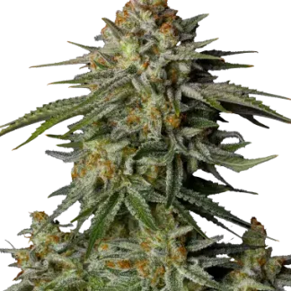 GG4 Sherbet FF<br> (Fast Buds)