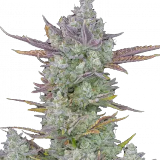 Gorilla Cookies Auto <br> (Fast Buds)