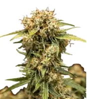 Medusa F1 <br> (Royal Queen Seeds)