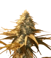 Ak-48 <br> (Nirvana Seeds)