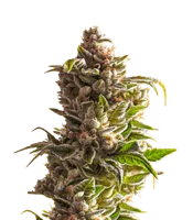 Aurora Indica Autoflower<br> (Nirvana Seeds)