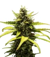 NYC Sour D Auto <br> (Royal Queen Seeds)