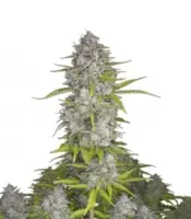 Orange Sherbet Auto<br> (Fast Buds)