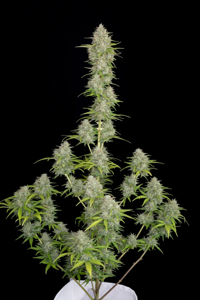 Orange Sherbet Auto<br> (Fast Buds) - Image 2