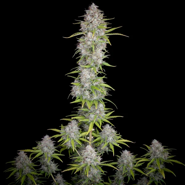 Orange Sherbet Auto<br> (Fast Buds) - Image 3