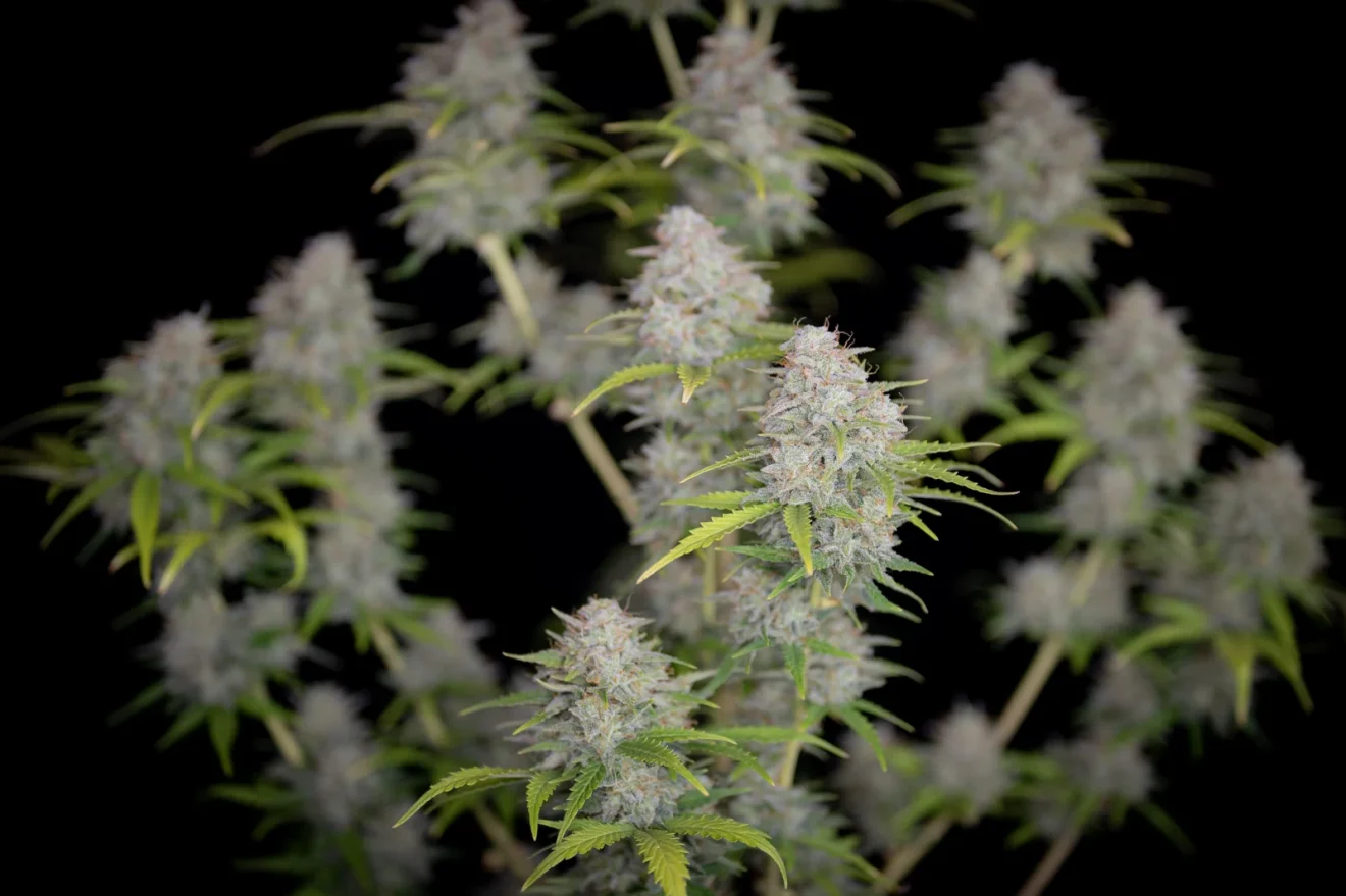 Orange Sherbet Auto<br> (Fast Buds) - Image 4