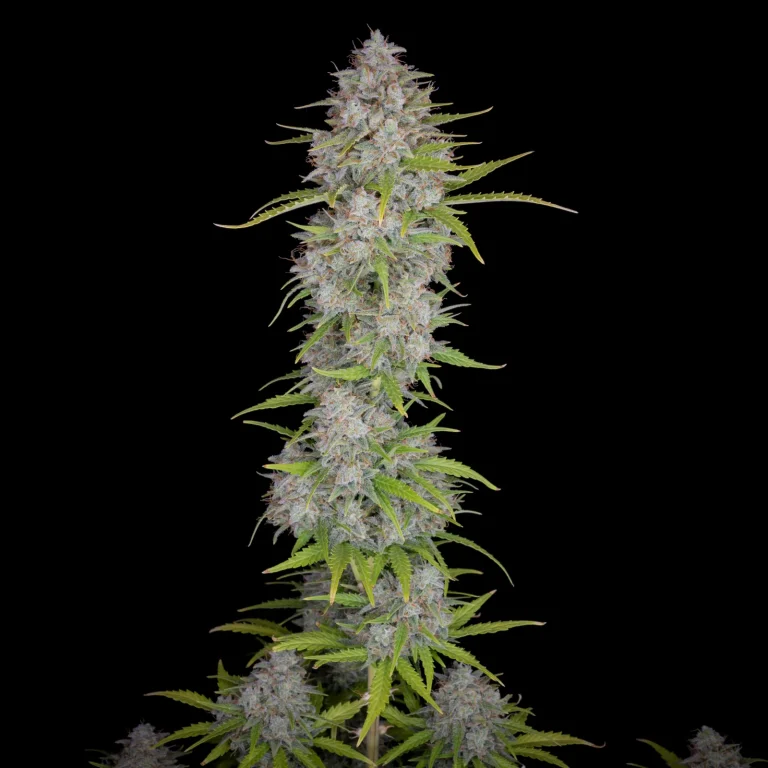 Orange Sherbet Auto<br> (Fast Buds) - Image 5