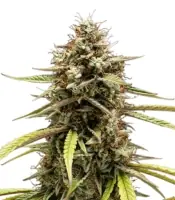 Orion F1 <br> (Royal Queen Seeds)