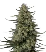 Punch Pie <br> (Royal Queen Seeds)