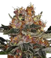 Purple Punch Auto <br> (Barney’s Farm)