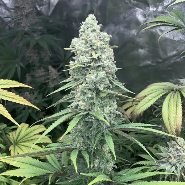 Purple Queen <br> (Royal Queen Seeds) - Image 2