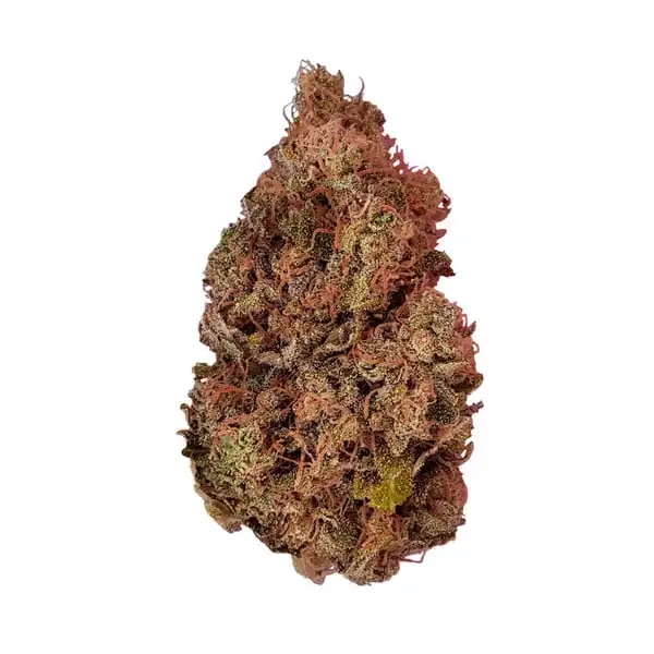 Purple Queen <br> (Royal Queen Seeds) - Image 6