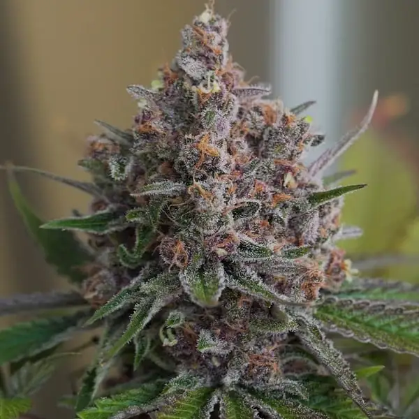 Purple Queen <br> (Royal Queen Seeds) - Image 4