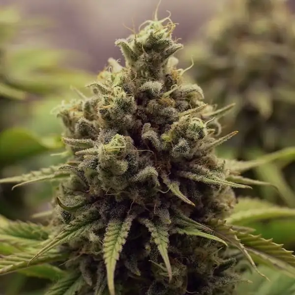 Purple Queen <br> (Royal Queen Seeds) - Image 5