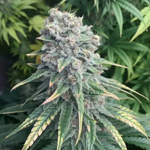 Purple Queen <br> (Royal Queen Seeds) - Image 3