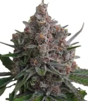 Purple Queen <br> (Royal Queen Seeds)