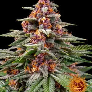 Runtz Auto <br> (Barney's Farm) - Image 2