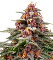 Runtz Auto <br> (Barney's Farm)