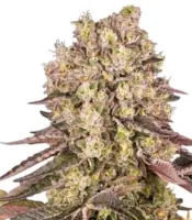 Runtz Muffin <br> (Barney's Farm)