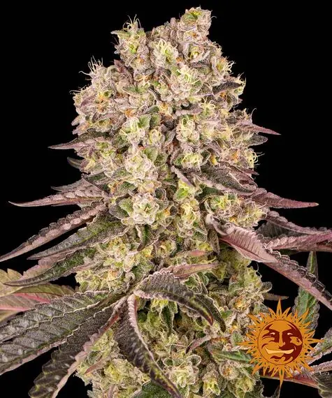 Runtz Muffin <br> (Barney's Farm) - Image 2