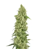 Skywalker Haze <br> Dutch Passion