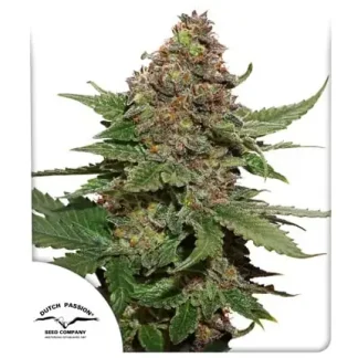Strawberry Cough <br> (Dutch Passion)
