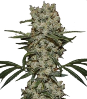 Super Silver Haze <br> (Green House Seeds)