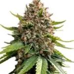 White Widow XXL Auto (Barney's Farm)